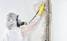 Best Attic Mold Removal  in Bartlett, IL